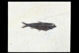 Fossil Fish (Knightia) - Green River Formation #179261-1